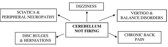 cerebellum